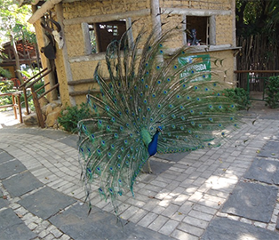 Galeria